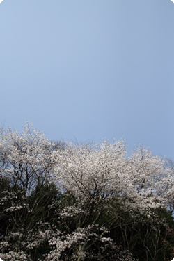哲多の桜